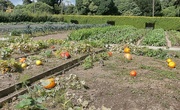 11th Aug 2024 - Pumpkins....