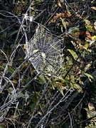 15th Sep 2024 - Spiderweb 