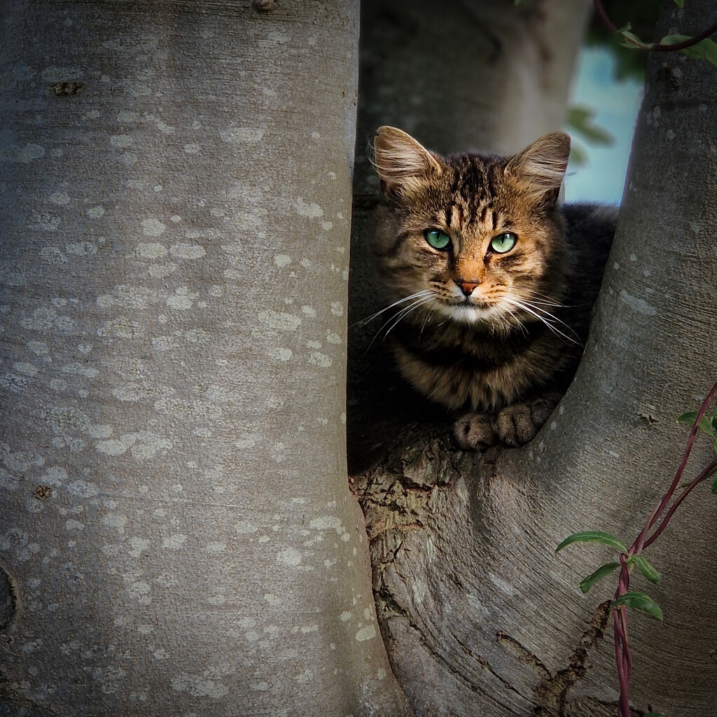 Visitor by andyharrisonphotos