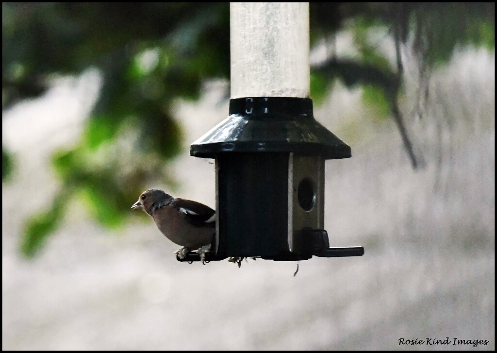 Little chaffinch by rosiekind