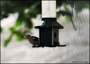 15th Sep 2024 - Little chaffinch