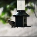 Little chaffinch