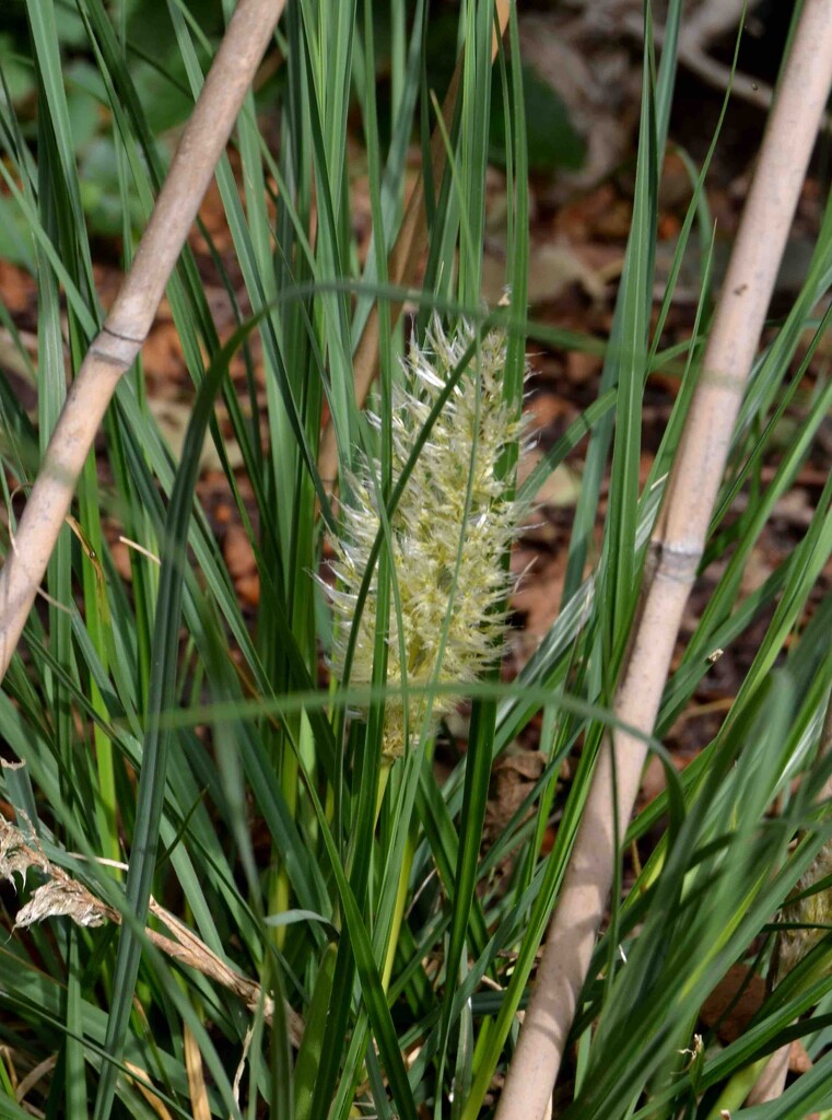 Dwarf Pampus Flower by arkensiel