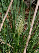 15th Sep 2024 - Dwarf Pampus Flower