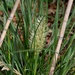 Dwarf Pampus Flower