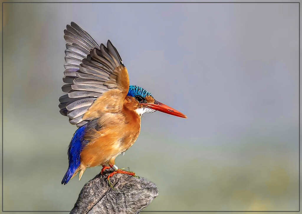 Getting ready for takeoff, by ludwigsdiana