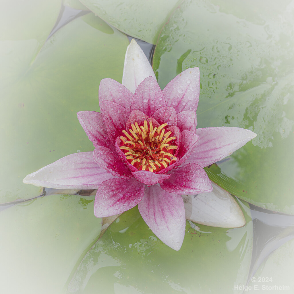 Water lilly by helstor365