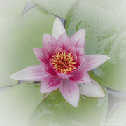 15th Sep 2024 - Water lilly