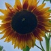 0914sunflower by diane5812