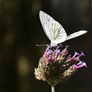 15th Sep 2024 - A busy butterfly 