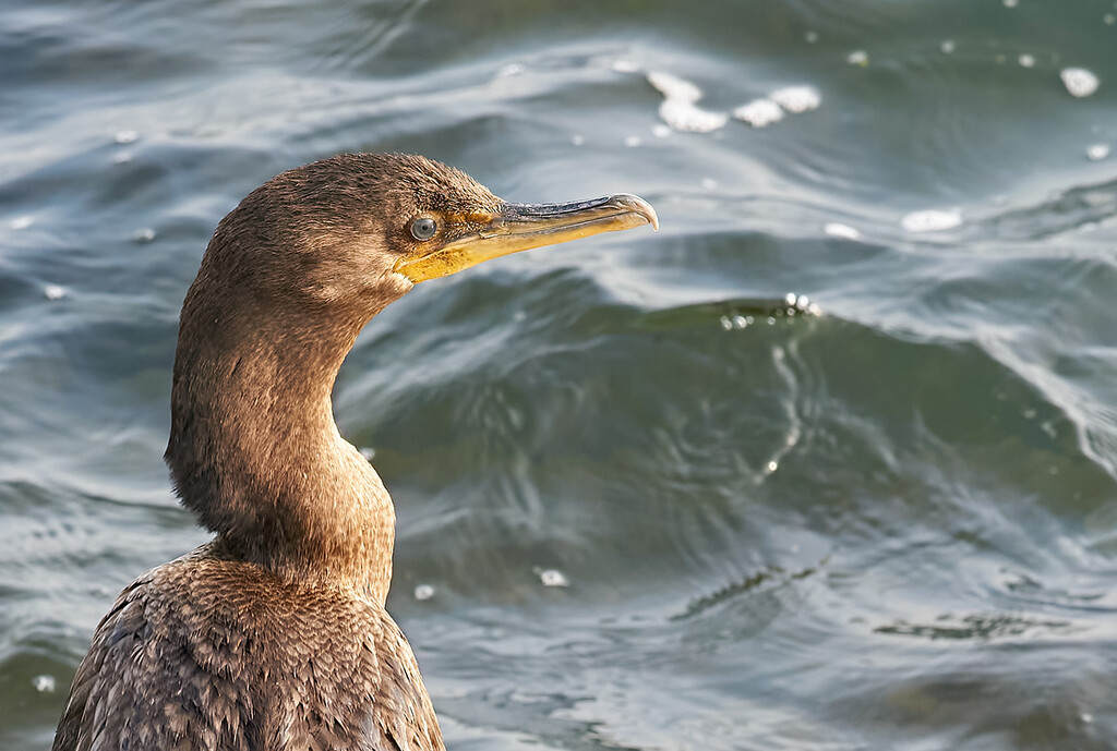 Cormorant by gardencat