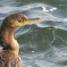 Cormorant by gardencat