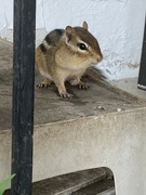 15th Sep 2024 - More Peanuts!