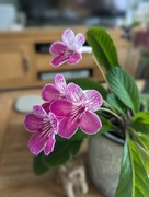 15th Sep 2024 - Streptocarpus 🩷