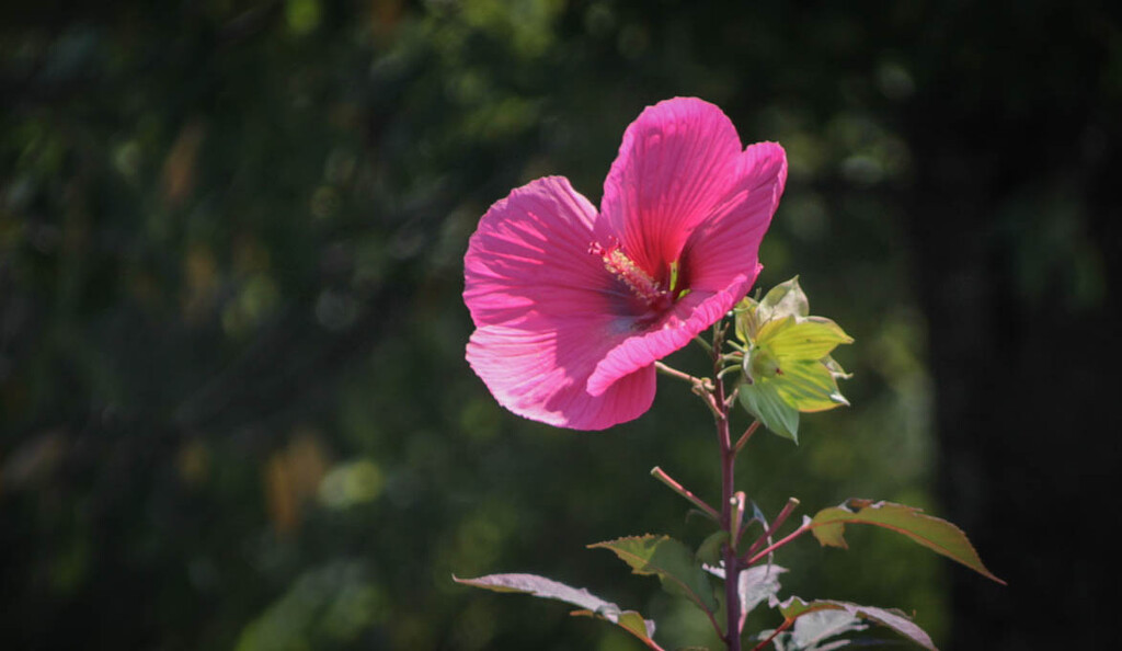 Pink flower by mittens