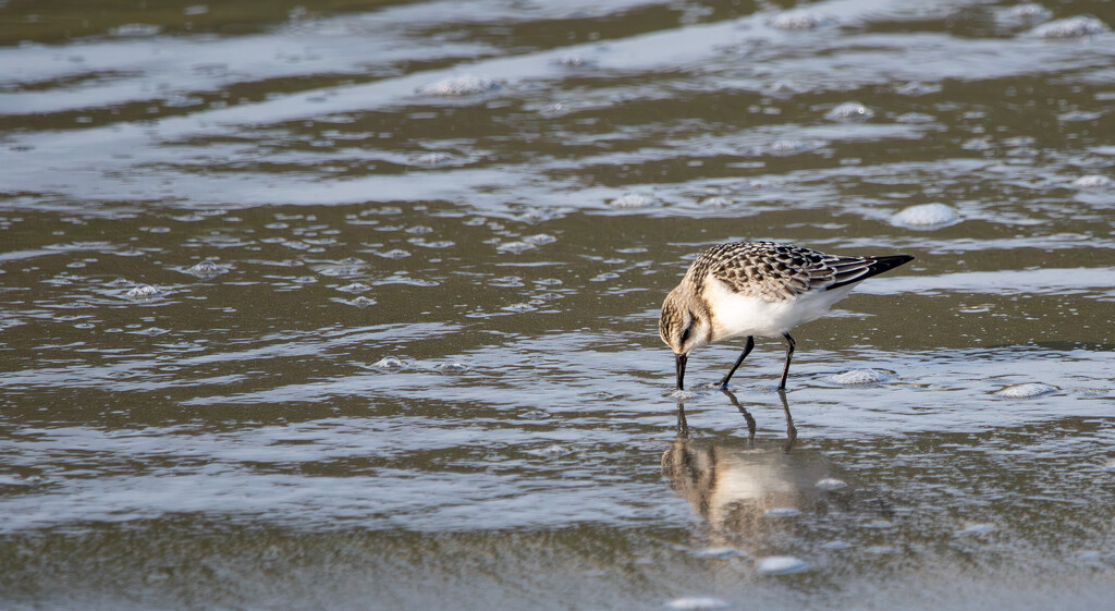 Sanderling by lifeat60degrees