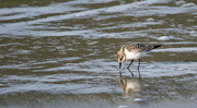 15th Sep 2024 - Sanderling