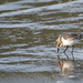 Sanderling by lifeat60degrees