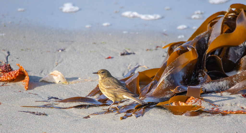 Rock Pipit by lifeat60degrees