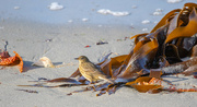 15th Sep 2024 - Rock Pipit