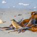 Rock Pipit by lifeat60degrees