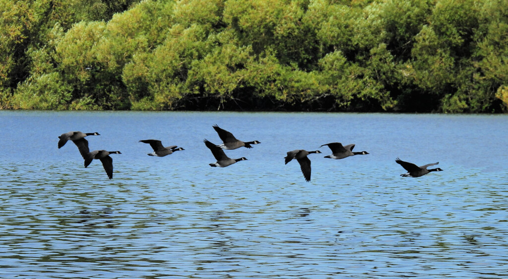 Canada Geese by seattlite