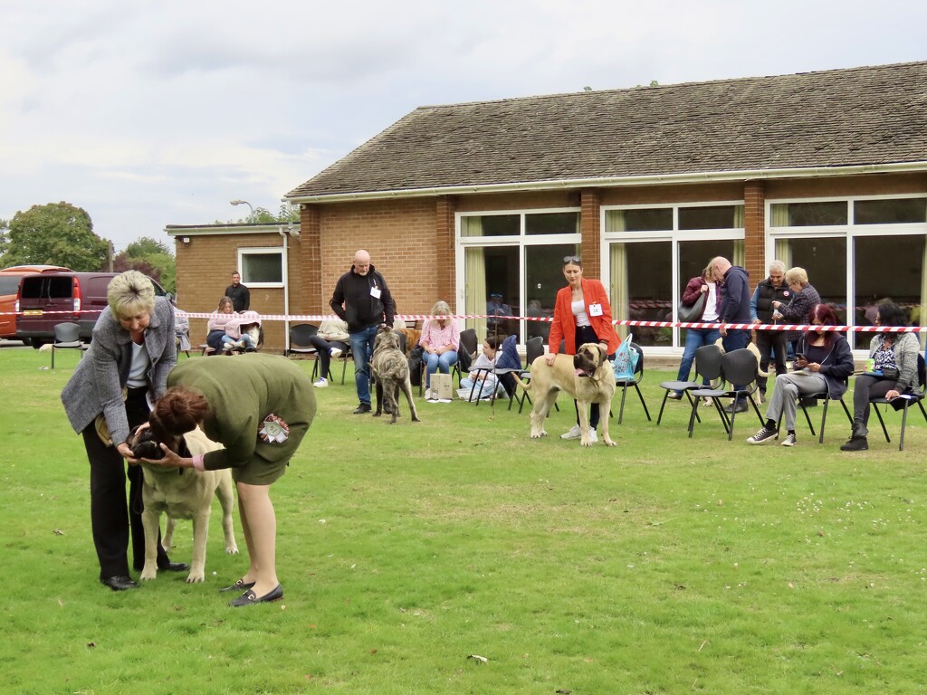 A moment at the dog show by orchid99