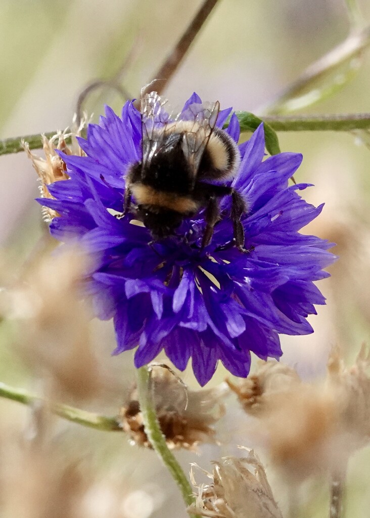 Cornflower  by phil_sandford