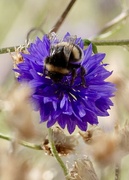 15th Sep 2024 - Cornflower 