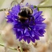 Cornflower 