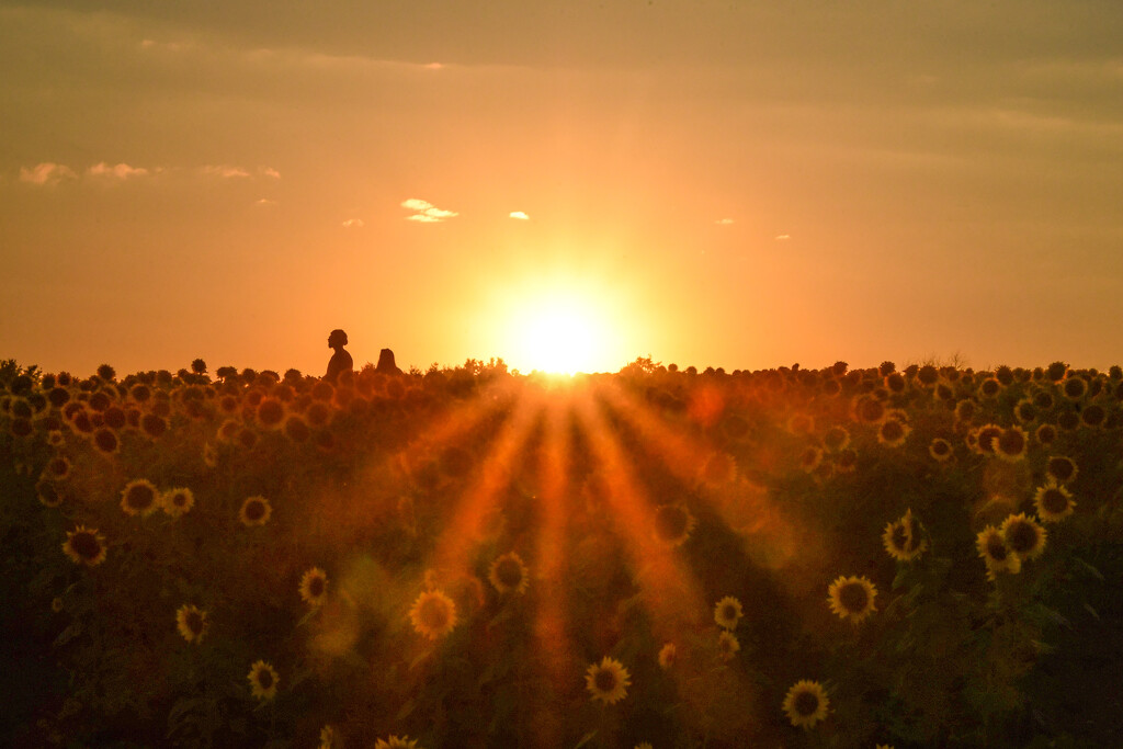 Sunset at Grinter's Sunflower Farm by kareenking