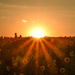 Sunset at Grinter's Sunflower Farm