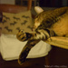 nap in front of the wood stove