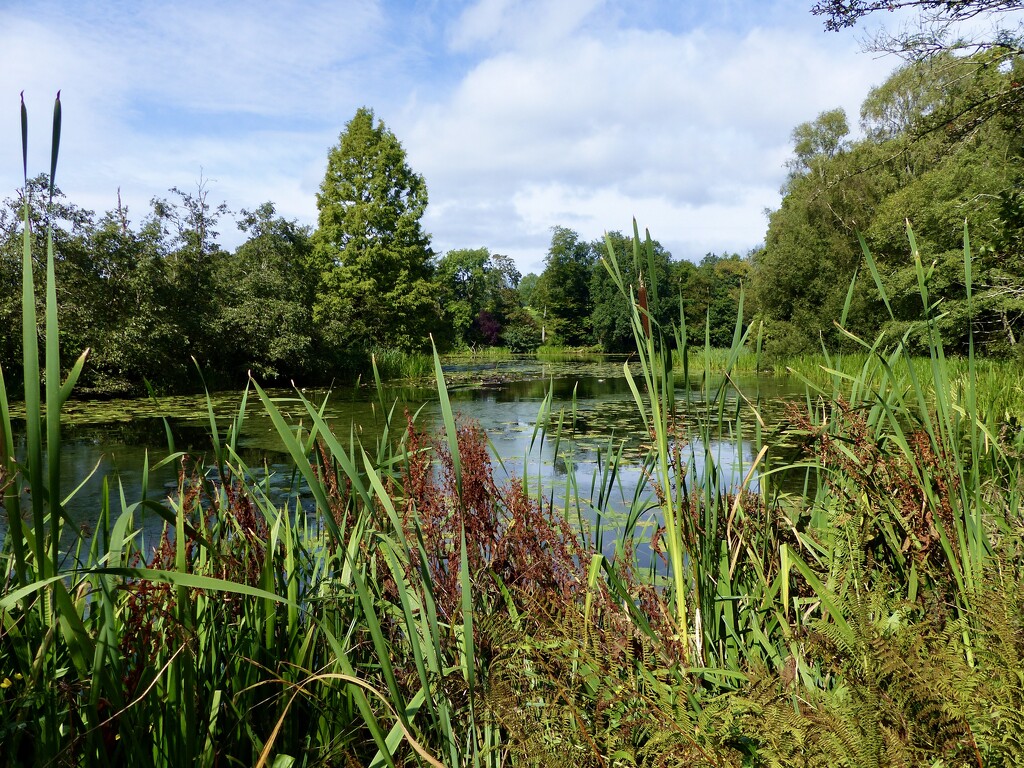 The Tarn at Holehird Gardens by susiemc