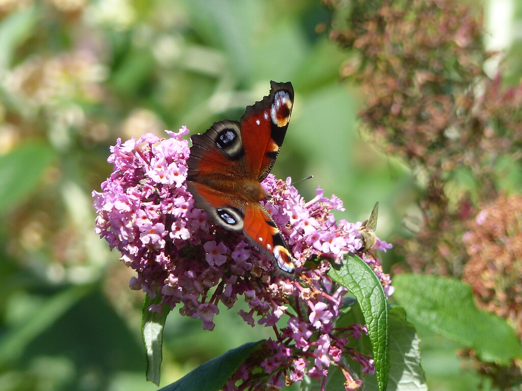 A Peacock on a Buddleia Bush by susiemc