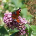 A Peacock on a Buddleia Bush by susiemc