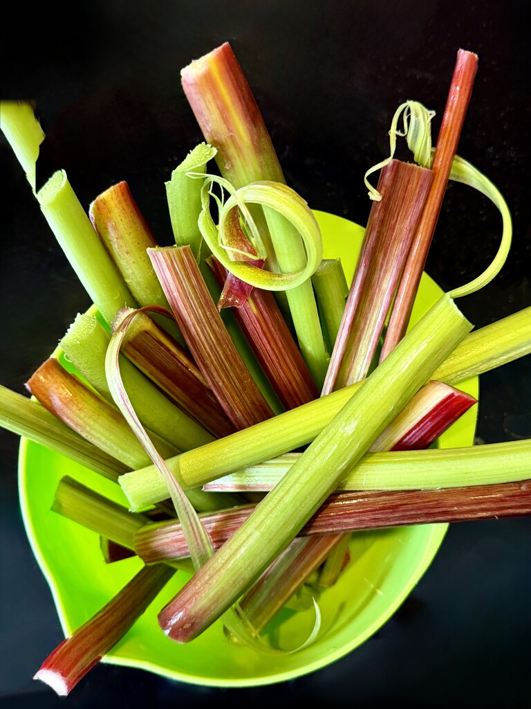 Home harvest of rhubarb  by stimuloog