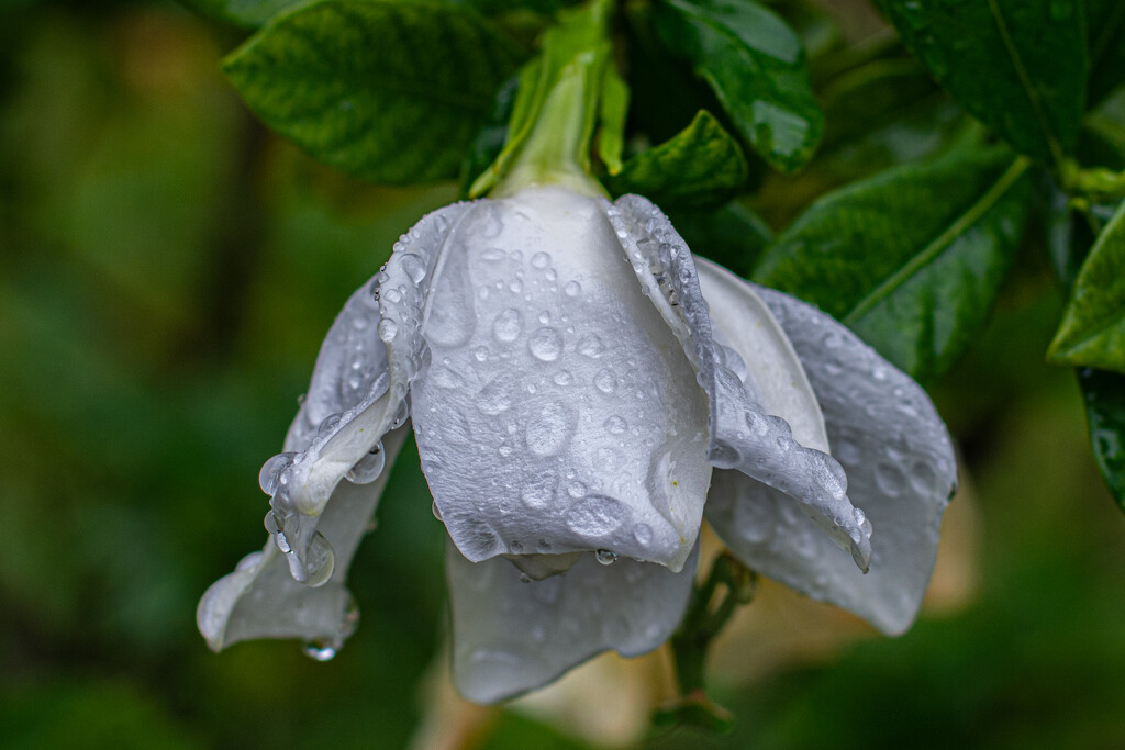 Finally getting rain... by thewatersphotos