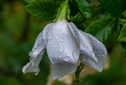 12th Sep 2024 - Finally getting rain...