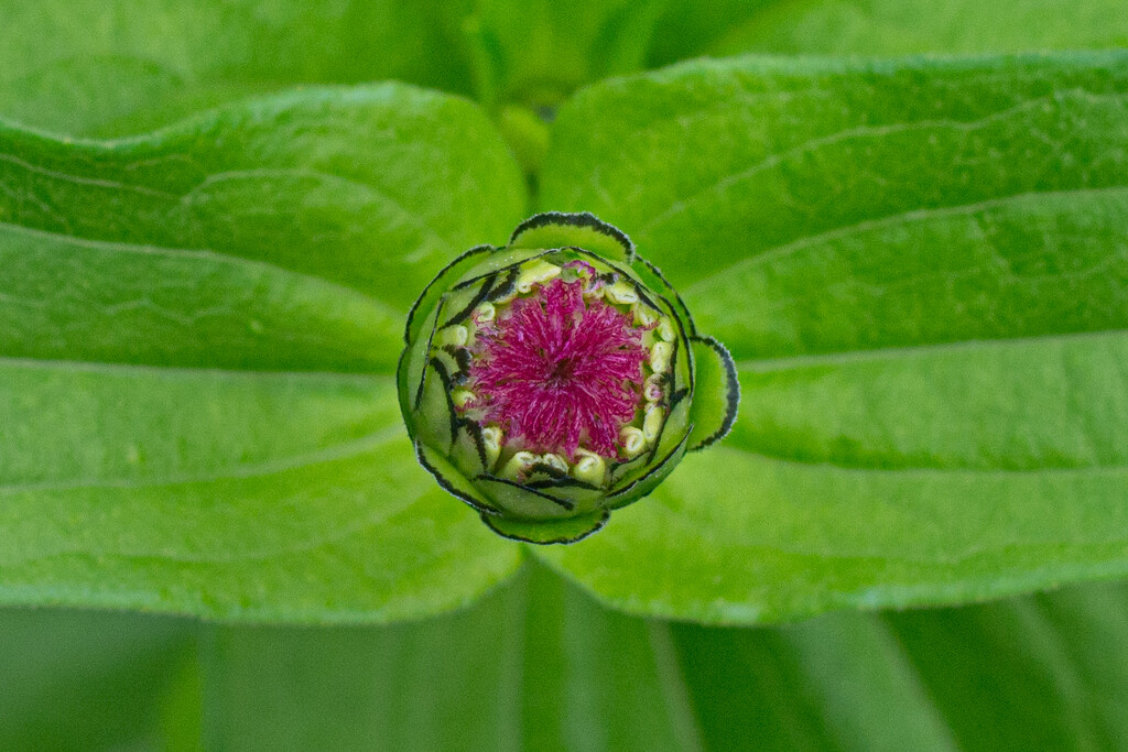 New Zinnia... by thewatersphotos