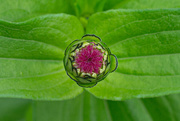 13th Sep 2024 - New Zinnia...