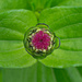 New Zinnia... by thewatersphotos