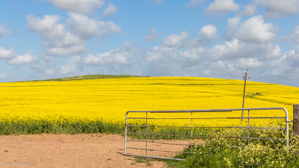 Canola Fields by seacreature