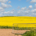 Canola Fields by seacreature