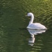 1000007211 Swan