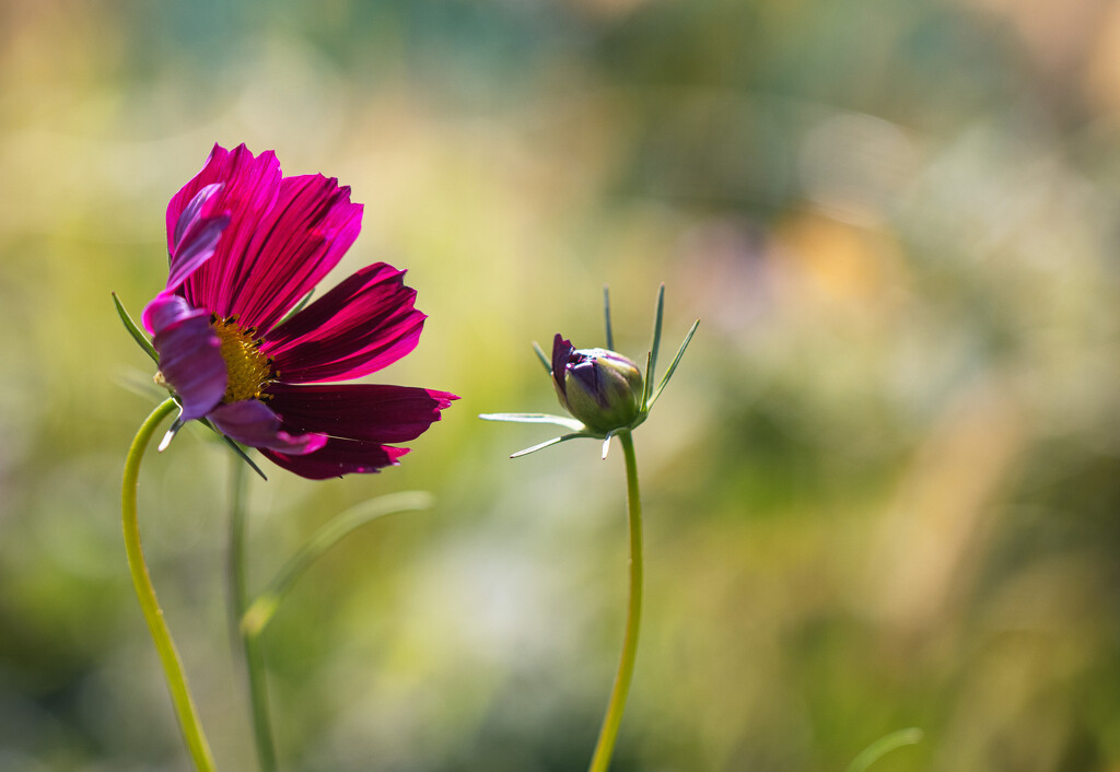 cosmos  by aecasey