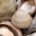 Day 359/366. Seashells.  by fairynormal