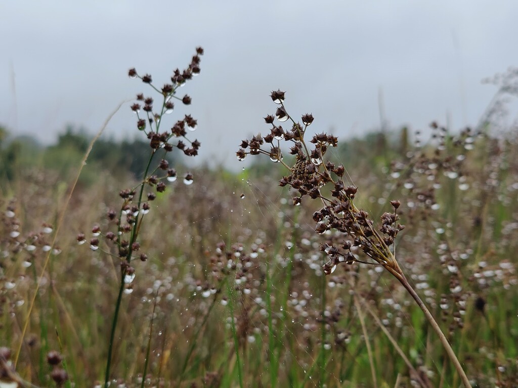 Raindrops by roachling