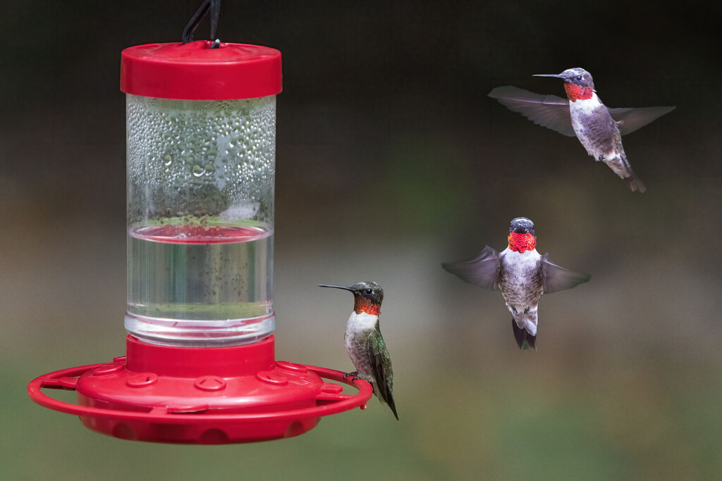 Ruby Throated Hummingbird  by kvphoto