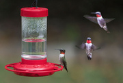 15th Sep 2024 - Ruby Throated Hummingbird 